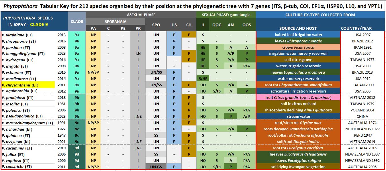    Phytophthora  spp. in subclade 9a:  Morphological Tabular key (PDF) and Tabular key legends (PDF) in IDphy2 KEY SECTION. Notice the data of   P. chrysanthemi  Ex-type CBS 123163 = Samp;T BL 94.  Gloria Abad, USDA Samp;T.
